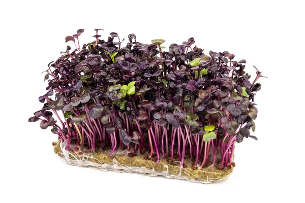 Verse Paarse Radijsjes Witte Achtergrond Microgreens Veganistisch Gezond Eetconcept Stockfoto