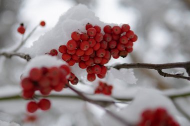 Karların altında bir yığın kırmızı dağ külü. Karların altında böğürtlen var. Parlak kırmızı dut grupları, dağ külleri. Kar altında kırmızı rowanberry, arka plan, dağ külleri, Hawthorn. Kapat.