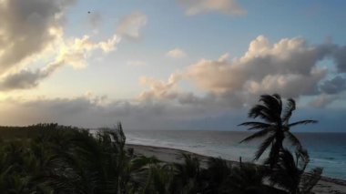 Güzel mavi gökyüzüne karşı palmiye ağaçları.