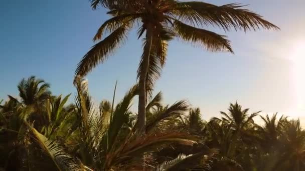Kókuszpálmafák, gyönyörű trópusi háttér — Stock videók