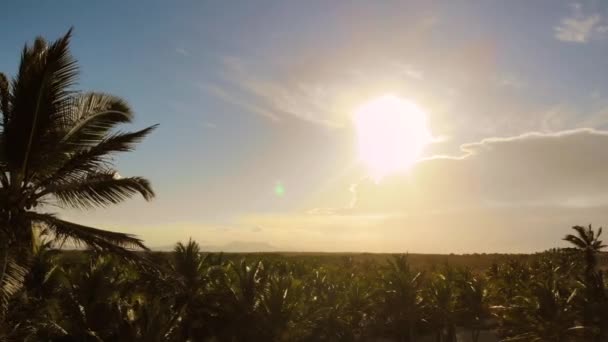 Palmeiras de coco, belo fundo tropical — Vídeo de Stock