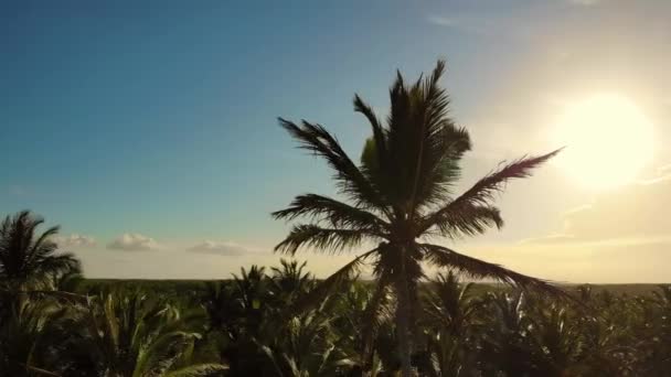 아름다운 푸른 하늘을 배경으로 야자나무들. — 비디오
