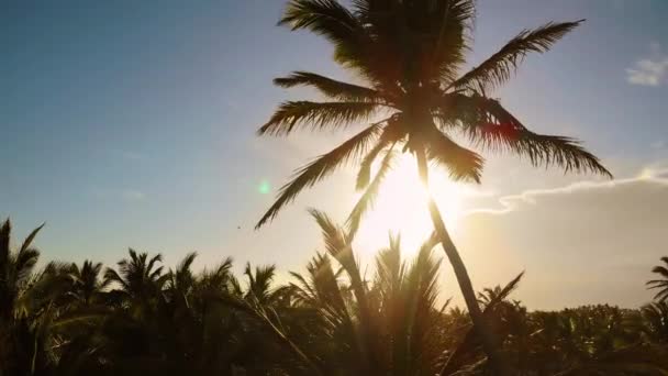 Tiro vista inferior de belas palmeiras com cocos na ilha tropical — Vídeo de Stock