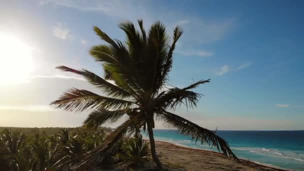 해변 근처의해 안에 있는 코코넛 야자수. — 비디오