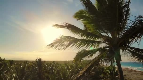 Palmier avec fruits mûrs et branches se déplaçant dans le vent — Video