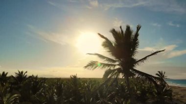 Beach on tropical island. Palm trees on ocean coast near beach.