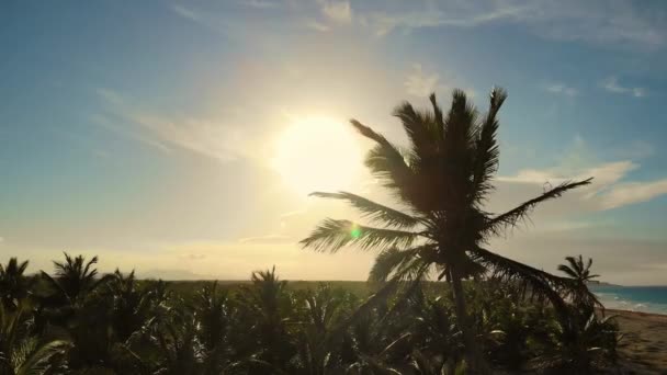 Beach on tropical island. Palm trees on ocean coast near beach. — Stock videók