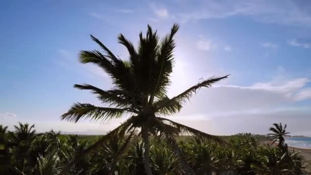 Pálmafák a gyönyörű kék ég ellen. — Stock videók