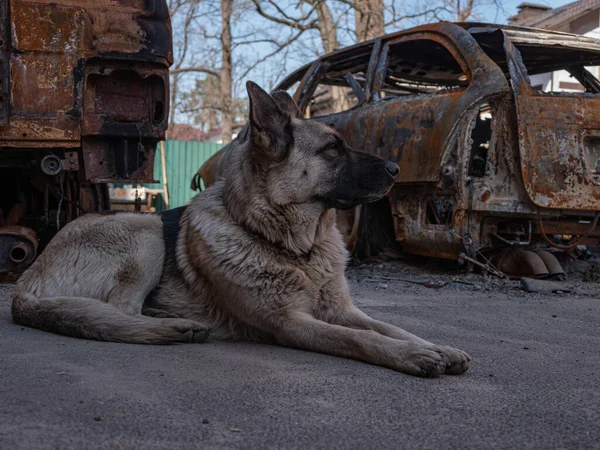 Abandoned shepherd dog during the war, waiting for its owner against backdrop of a burned-out car. Ukrainian animals and pets crisis during Russia invasion. Loyal dog waiting for owner. War in Ukraine