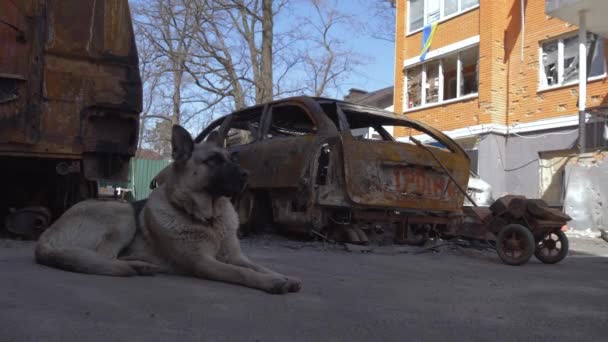 Ukrainska djur och husdjur kris under Ryssland invasion. — Stockvideo