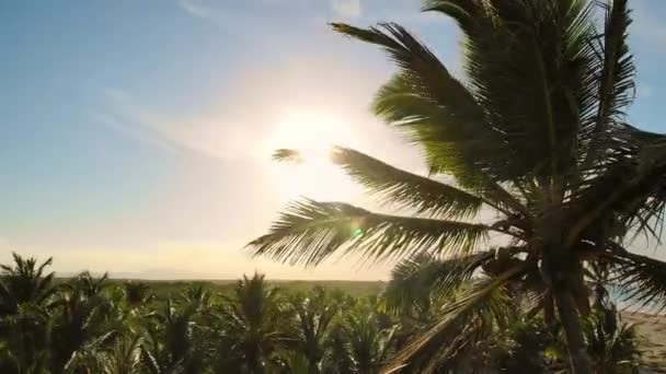 Palm trees against a beautiful blue sky. Lens flare effect. — 비디오