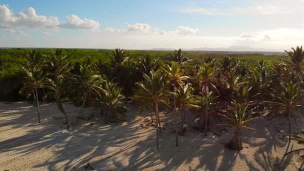 Palmiers au coucher du soleil. cocotiers, beau fond tropical. — Video