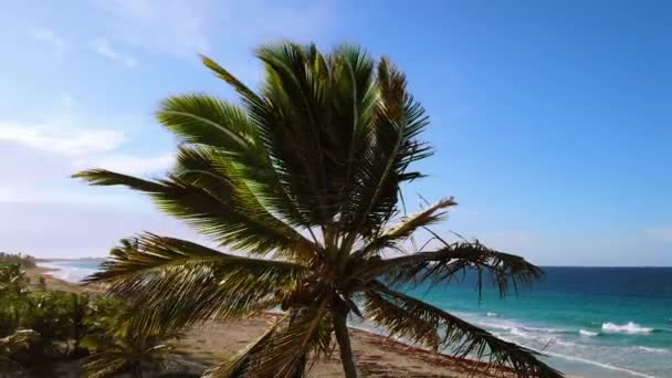 Repülj a pálmafák körül naplemente arany kék ég háttérvilágítás mediterrán. — Stock videók