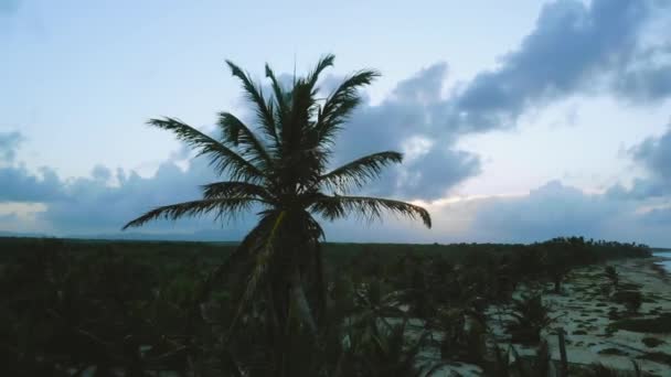 Palmen vor einem schönen blauen Himmel. — Stockvideo