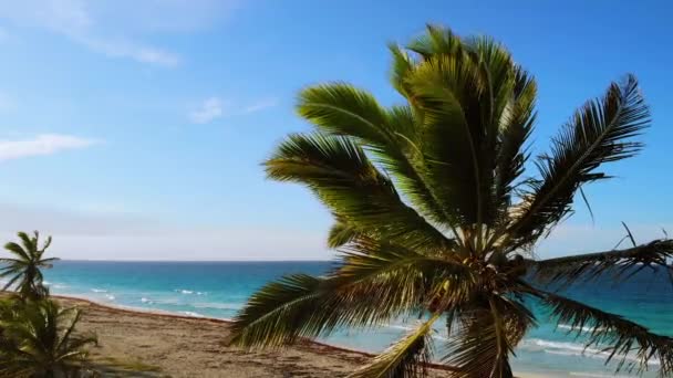 Uninhabited or desert island with palm trees with ocean on background. — 비디오