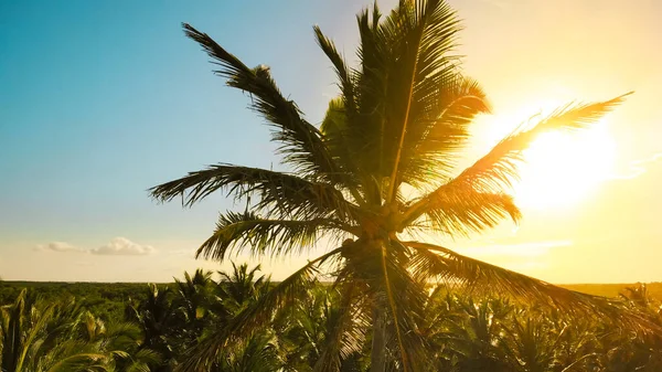 Пальмы Закате Кокосовые Пальмы Красивый Тропический Фон Вид Пальм Небо — стоковое фото