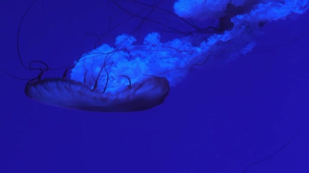 Jellyfish floating in the aquarium pool. — Stok video