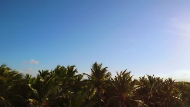 Tropikal Ada Vahşi Issız Bir Sahil Palmiye Yaprakları Arasında Seyahat — Stok video