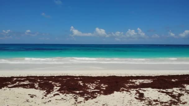 Praia Algas Algas Secas Costa Arenosa Oceano Costa Oceânica Com — Vídeo de Stock
