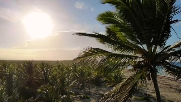 日落时的棕榈树 海洋风季节 棕榈叶在风中摇曳 加勒比棕榈滩背景 阳光的小径在沙滩上的波浪上 大自然迷人的橙色日落在野生海滩上 空中景观 — 图库视频影像