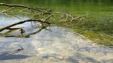 İki ördek hangi balık arasında yüzmek açık su yüzme Plitvice Gölleri Milli Parkı aliyor. Bir güneşli yaz gününde çekim.