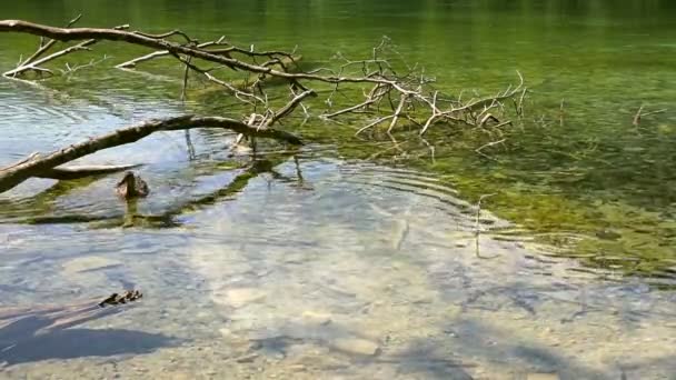 羽のアヒルの間で魚の泳ぐ清流で泳ぐには プリトヴィツェ湖群国立公園が思わぬ障害します 日当たりの良い夏の日に撮影 — ストック動画