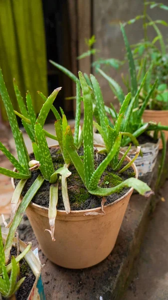 Aloe vera Plastik kaplarda bitki.