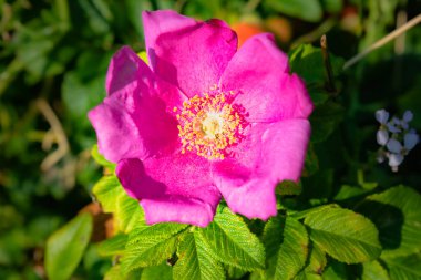 Taze pembe Rosa Rugosa 'nın ya da Beach Rose' un yakın çekimi bir çiçeğin kekemeliğini gösterir. Çiçek açan fuşya çiçeğinin ayrıntıları aşk kavramını, tazeliği ve samimiyet illüstrasyonunu aktarır.