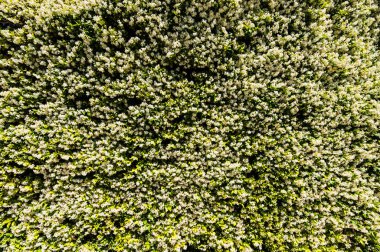 Yoğun doğal halı ya da beyaz, küçük, tatlı sonbahar Clematis Virginsbower çiçekleriyle dolu doku. Gökyüzüne uzanan beyaz, karlı Clematis Terniflora çiçeğinin havadan görünüşü