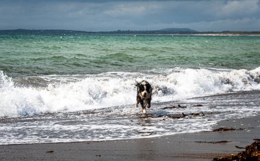 Aktif ve mutlu bir köpek deniz dalgalarından son sürat kaçıyor. Bernese Dağ Köpeği ya da köpek yavrusu güçlü bir okyanus örgüsüyle oynuyor. Özgürlük ve mutluluk kavramı. Özgür bir hayvanın neşesi