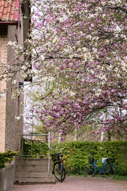 İskandinavya 'da bahar zamanı. Yoğun çiçekli kiraz ağaçlarının altına park edilmiş iki bisiklet. Sakura ağaçlarının yanında çiçek dolu bir bisiklet İskandinav rahat yaşam tarzını taşır - Alnarp, İsveç