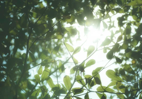 Güneş Işığı Arka Plan Ile Yeşil Yaprak — Stok fotoğraf