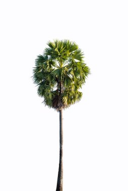 Beyaz arka plan üzerinde izole Hindistan cevizi palmiye ağaçları. Kırpma yolu dahil.
