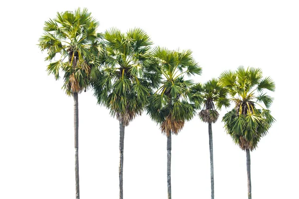 Kokosowe Palmy Izolowana Białym Tle Zawiera Ścieżkę Przycinającą — Zdjęcie stockowe