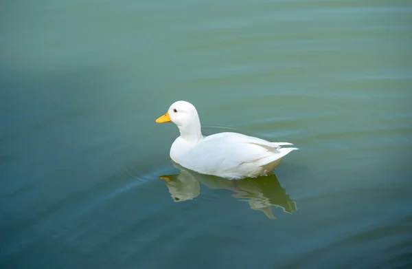 夕阳西下 白鸭在平静的湖上游泳 — 图库照片