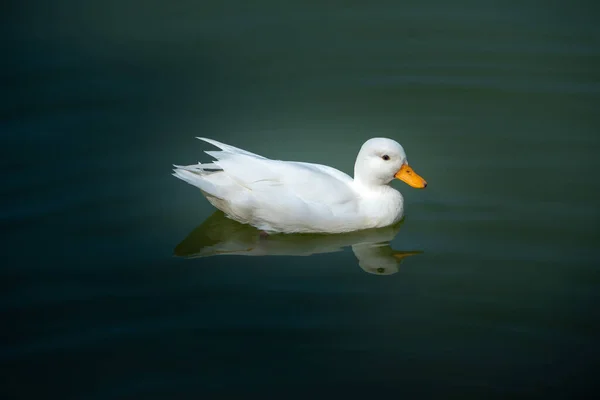 Biała Kaczka Pływa Spokojnym Jeziorze Zachodzie Słońca — Zdjęcie stockowe