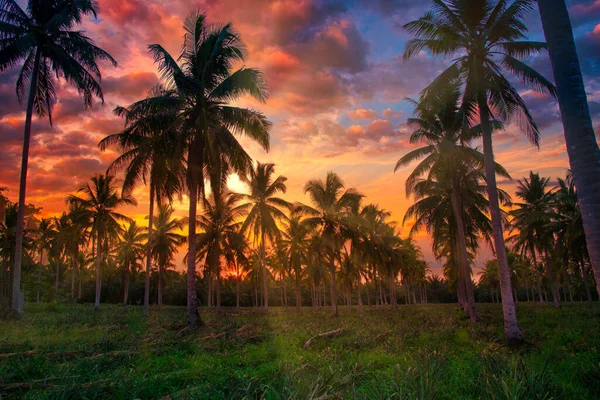 Silueta Kokosové Palmy Zahradě Při Západu Slunce Ročník Tónu — Stock fotografie