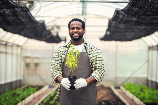 Портрет улыбающегося африканского фермера с ящиком свежего растения на плантации в промышленной теплице.