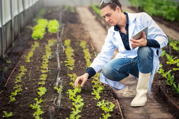 Retrato Belo Pesquisador Agrícola Segurando Tablet Enquanto Trabalhava Pesquisa Plantação — Fotografia de Stock