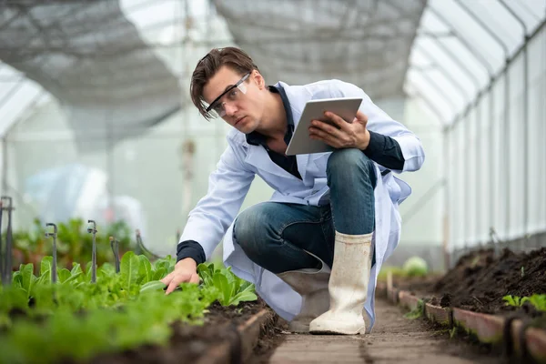 Portret Van Knappe Landbouwonderzoeker Die Tablet Vasthoudt Terwijl Hij Werkt Rechtenvrije Stockfoto's