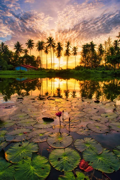 Flor Roja Loto Silueta Cocoteros Amanecer Nakorn Thammarat Tailandia — Foto de Stock