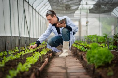 Endüstriyel seradaki tarlada araştırma yaparken elinde tablet tutan yakışıklı tarım araştırmacılarının portresi