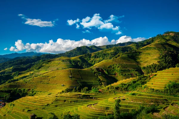 Reisfelder Auf Terrassen Mit Holzpavillon Tagsüber Cang Chai Yenbai Vietnam — Stockfoto
