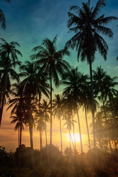 Silhouet Kokosnoot Palmbomen Het Strand Bij Zonsondergang Vintage Toon Stockfoto