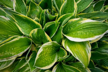 Güzel yeşil yaprak arka planı. Klasik ton