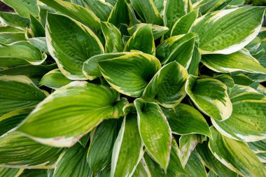 Güzel yeşil yaprak arka planı. Klasik ton