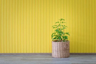 Sarı arka planda saksıdaki küçük ağaç.
