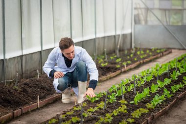 Endüstriyel seradaki çiftlikte araştırma yapan yakışıklı tarım araştırmacılarının portresi