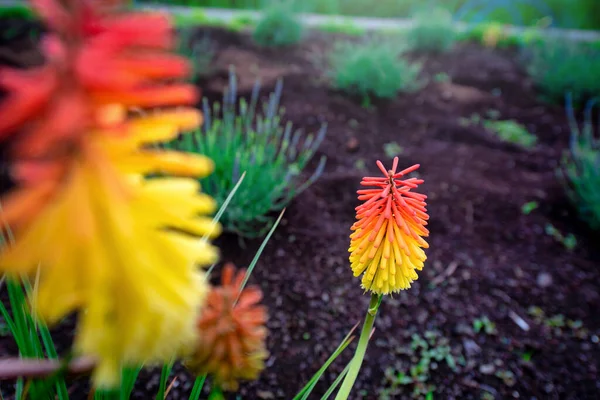 Hermosas Flores Rojas Amarillas Sobre Fondo Verde Borroso Naturaleza Jardín — Foto de Stock