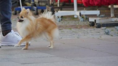 2 Ekim 2021 - Strasbourg, Fransa: Dünyanın en ünlü Strasbourg Katedrali 'nin önündeki meydandaki turist kalabalığının üzerinde tasmalı komik bir Spitz köpeği yürüyor